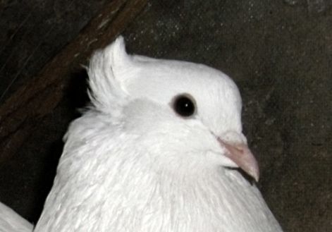 vegye_galamb_kep_020.jpg vegye_galamb_kep_020.jpg