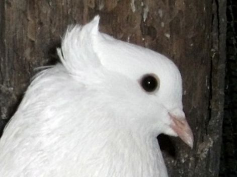 vegye_galamb_kep_013.jpg vegye_galamb_kep_013.jpg