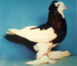 alfoldi_buga.jpg