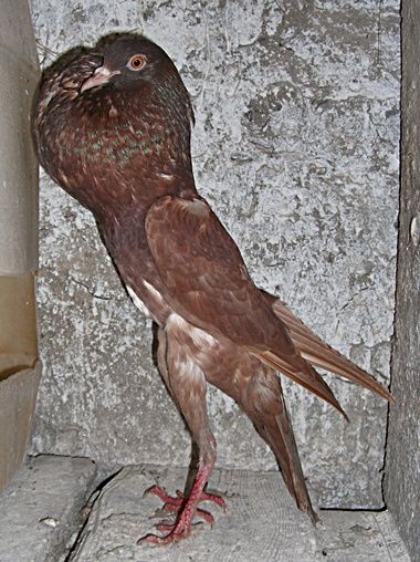 brunni_voros_izabellla_007.jpg