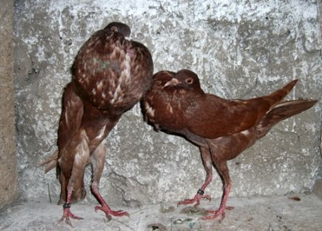 brunni_voros_izabellla_011.jpg
