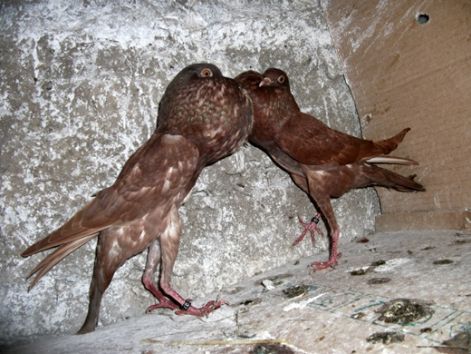 brunni_voros_izabellla_019.jpg