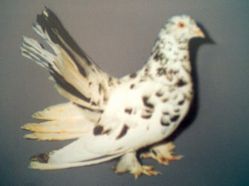 debreceni_pergo.jpg