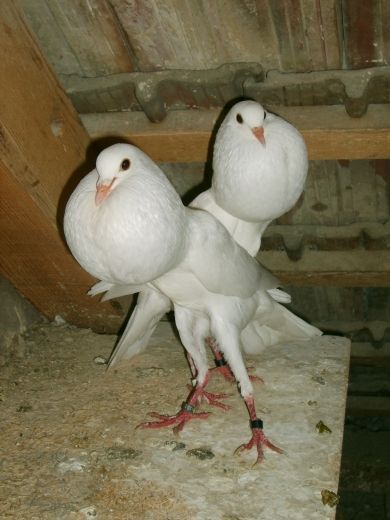 galambok_118.jpg