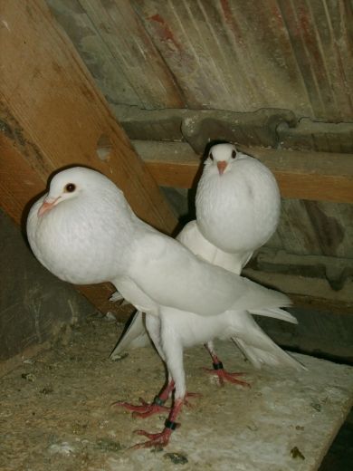 galambok_103.jpg
