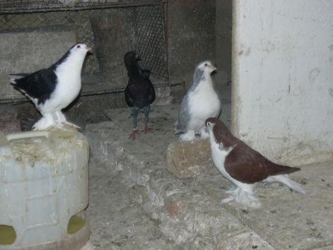 galambok_024.jpg