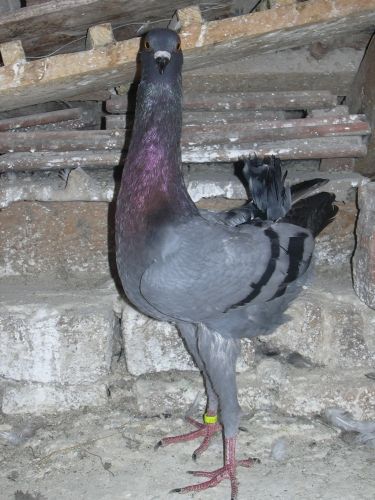 galambok_043.jpg