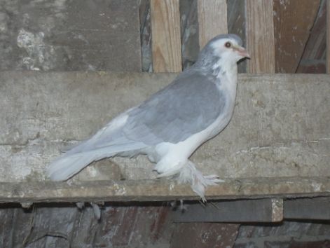 galambok_049.jpg
