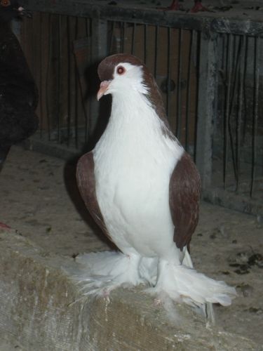 galambok_073.jpg