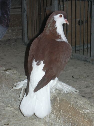galambok_052.jpg