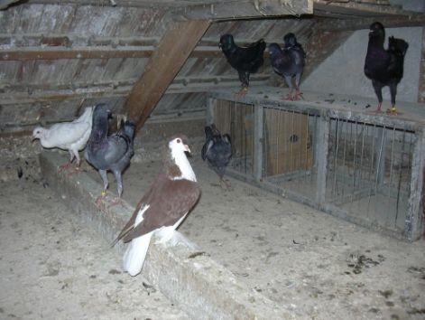 galambok_058.jpg