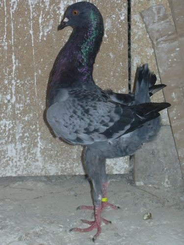 galambok_061.jpg