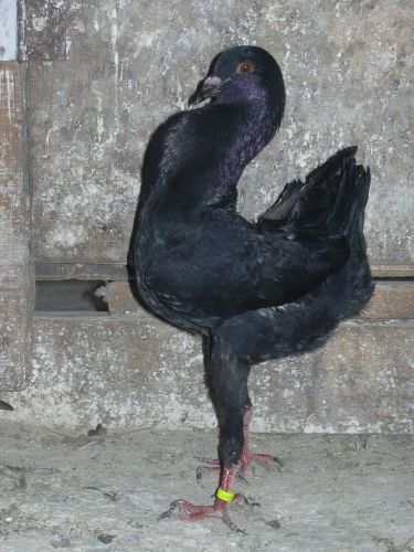 galambok_093.jpg
