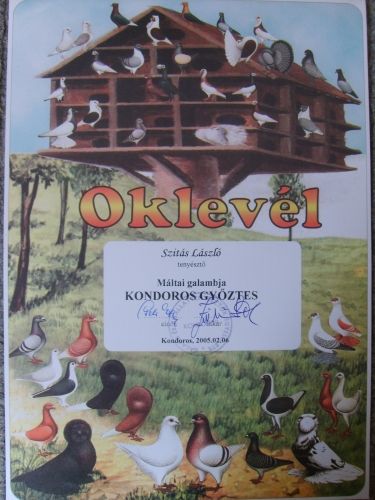 galambok_073.jpg galambok_073.jpg