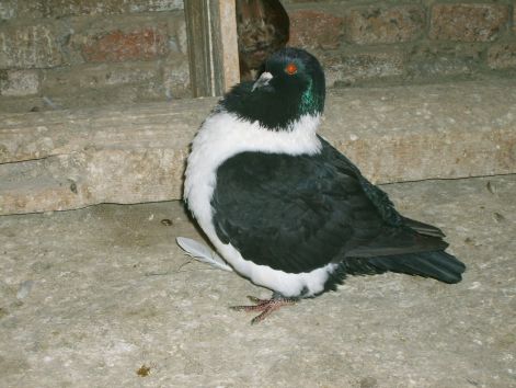 s5003038.jpg