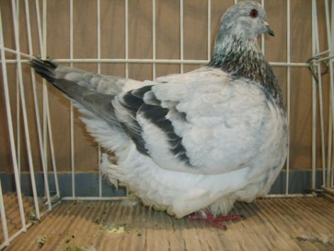 s5003322.jpg