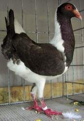 s5003046.jpg