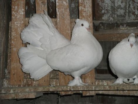 vegye_galamb_kep_013.jpg vegye_galamb_kep_013.jpg