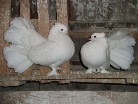 vegye_galamb_kep_014.jpg vegye_galamb_kep_014.jpg