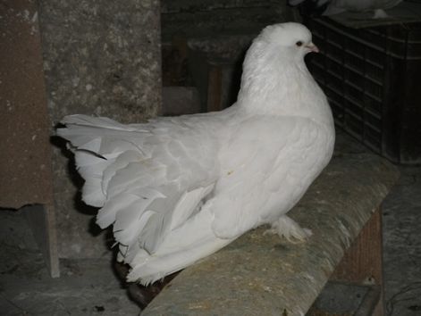 vegye_galamb_kep_015.jpg vegye_galamb_kep_015.jpg