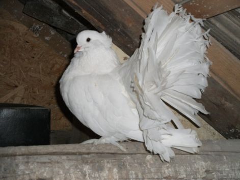 vegye_galamb_kep_018.jpg vegye_galamb_kep_018.jpg